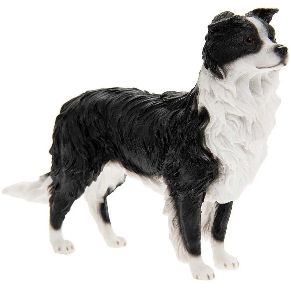 Border Collie - Black & White (Leonardo)